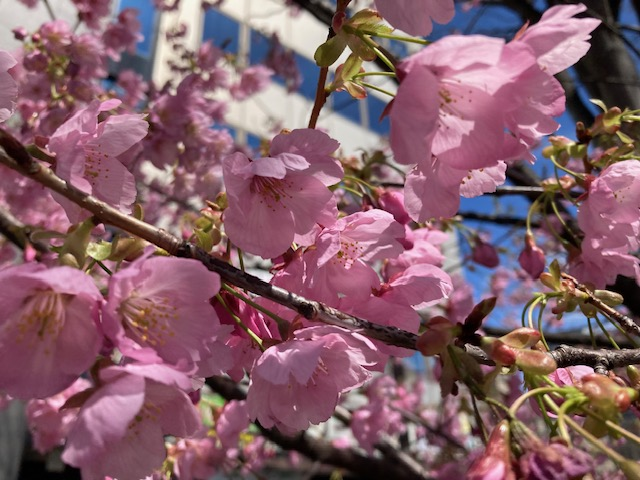 教室前の桜