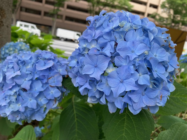 御池通りのあじさい