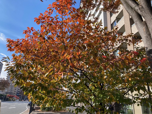 御池通りの紅葉